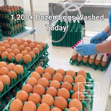 Attēlu rezultāti vaicājumam “Crex crex eggs”