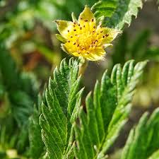 Image result for Potentilla anserina