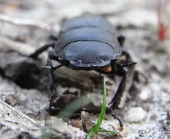 Attēlu rezultāti vaicājumam “Dorcus parallelopipedus”