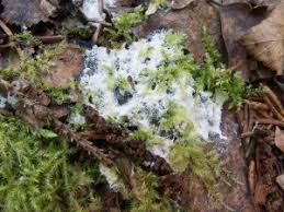 Attēlu rezultāti vaicājumam “Fuligo cinerea”