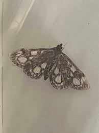 Attēlu rezultāti vaicājumam “Anania coronata”