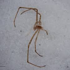 Attēlu rezultāti vaicājumam “Tetragnatha montana”