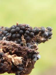 Attēlu rezultāti vaicājumam “Ruzenia spermoides”