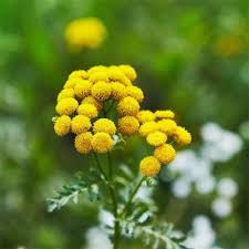 Image result for Tanacetum vulgare