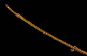 Attēlu rezultāti vaicājumam “Acer saccharinum bud”