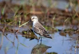 Attēlu rezultāti vaicājumam “Calidris minuta”