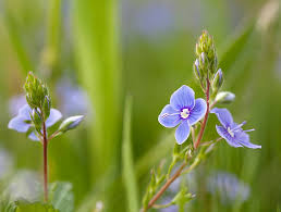 Attēlu rezultāti vaicājumam “Veronica chamaedrys flower”