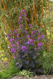 Attēlu rezultāti vaicājumam “Lunaria annua leaf”