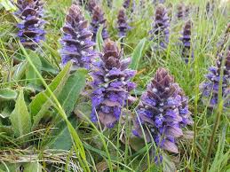 Attēlu rezultāti vaicājumam “Ajuga pyramidalis”