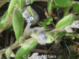 Attēlu rezultāti vaicājumam “Myosotis micrantha”