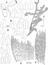 Attēlu rezultāti vaicājumam “Eurhynchium angustirete sporophyte”