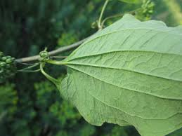 Attēlu rezultāti vaicājumam “Celastrus flagellaris”