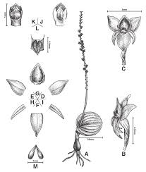 Attēlu rezultāti vaicājumam “Malaxis monophyllos flower”