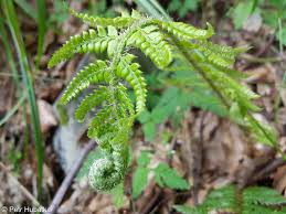 Attēlu rezultāti vaicājumam “Polystichum aculeatum”