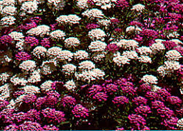 Image result for Iberis umbellata