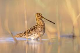 Attēlu rezultāti vaicājumam “Gallinago gallinago eggs”