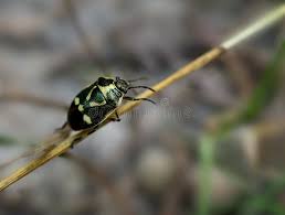 Attēlu rezultāti vaicājumam “Eurydema oleracea”
