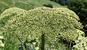Attēlu rezultāti vaicājumam “Heracleum sosnowskyi”