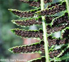 Attēlu rezultāti vaicājumam “Thelypteris palustris”
