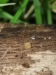 Attēlu rezultāti vaicājumam “Hyalorbilia inflatula”