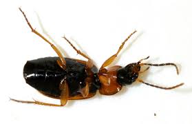 Attēlu rezultāti vaicājumam “Badister bullatus”