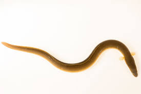 Image result for Anguilla rostrata