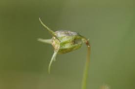 Attēlu rezultāti vaicājumam “Campanula persicifolia bud”