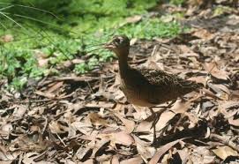 Image result for Numenius minutus