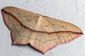 Attēlu rezultāti vaicājumam “Timandra comae”