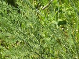 Attēlu rezultāti vaicājumam “Asparagus officinalis”