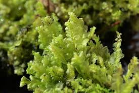 Attēlu rezultāti vaicājumam “Chiloscyphus pallescens”