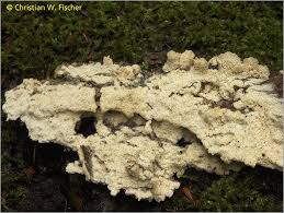 Attēlu rezultāti vaicājumam “Oxyporus corticola”