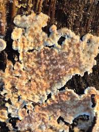 Attēlu rezultāti vaicājumam “Cylindrobasidium evolvens”