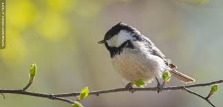 Attēlu rezultāti vaicājumam “Periparus ater adult”