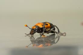 Attēlu rezultāti vaicājumam “Nicrophorus vespilloides”