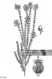 Attēlu rezultāti vaicājumam “Erica tetralix”