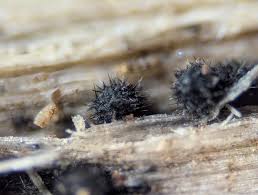 Attēlu rezultāti vaicājumam “Lasiosphaeria ovina spores”