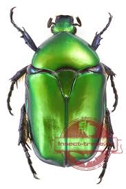 Attēlu rezultāti vaicājumam “Potosia cuprea”