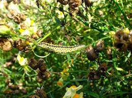 Attēlu rezultāti vaicājumam “Calophasia lunula larva”