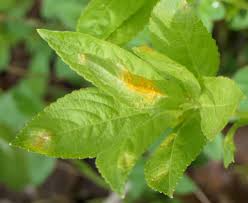 Attēlu rezultāti vaicājumam “Melampsora magnusiana”