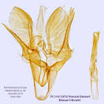 Attēlu rezultāti vaicājumam “Venusia blomeri”