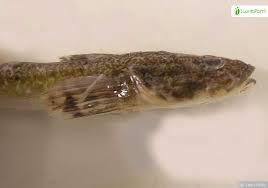 Image result for Myoxocephalus quadricornis