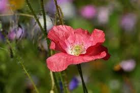 Image result for Papaver rhoeas 'Shirley'