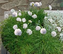 Attēlu rezultāti vaicājumam “Anthyllis maritima flower”