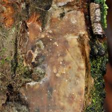 Attēlu rezultāti vaicājumam “Vuilleminia comedens”