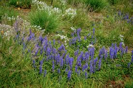 Image result for Ajuga reptans