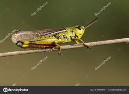 Attēlu rezultāti vaicājumam “Stethophyma grossum”