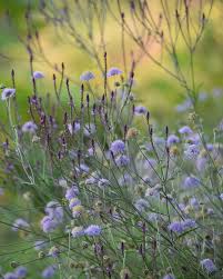 Image result for Scabiosa canescens