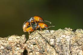 Attēlu rezultāti vaicājumam “Triplax russica”