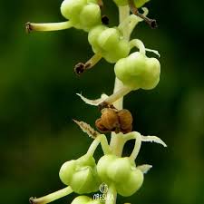 Attēlu rezultāti vaicājumam “Orthilia secunda fruit”